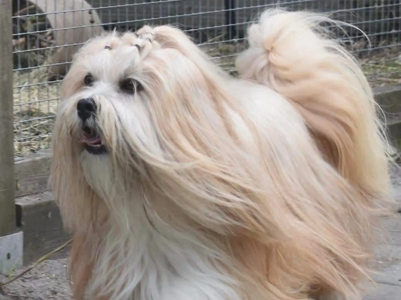 Billede 12 - Skønne Lhasa apso tæver med DKK stamtavle 