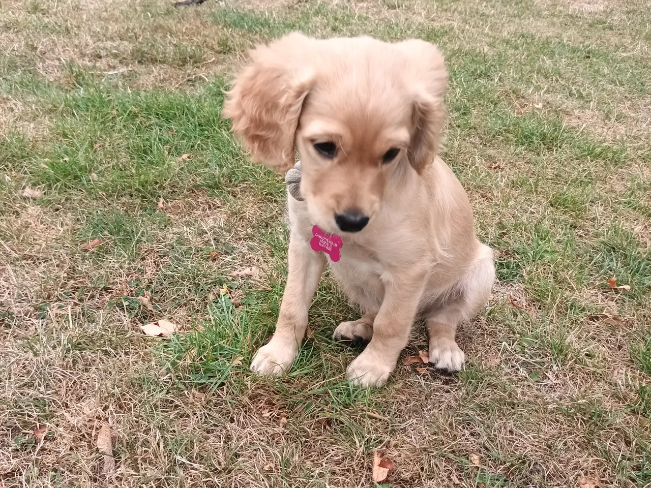 Billede 4 - Golden doodle tæve