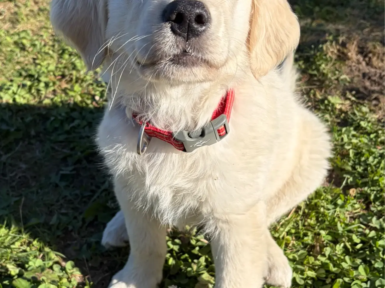 Billede 1 - Omplacering af Golden Retriever tæve
