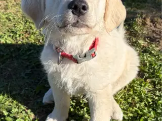 Omplacering af Golden Retriever tæve