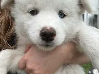 🐾 Snowdrop søger sit nye hjem 🐾
