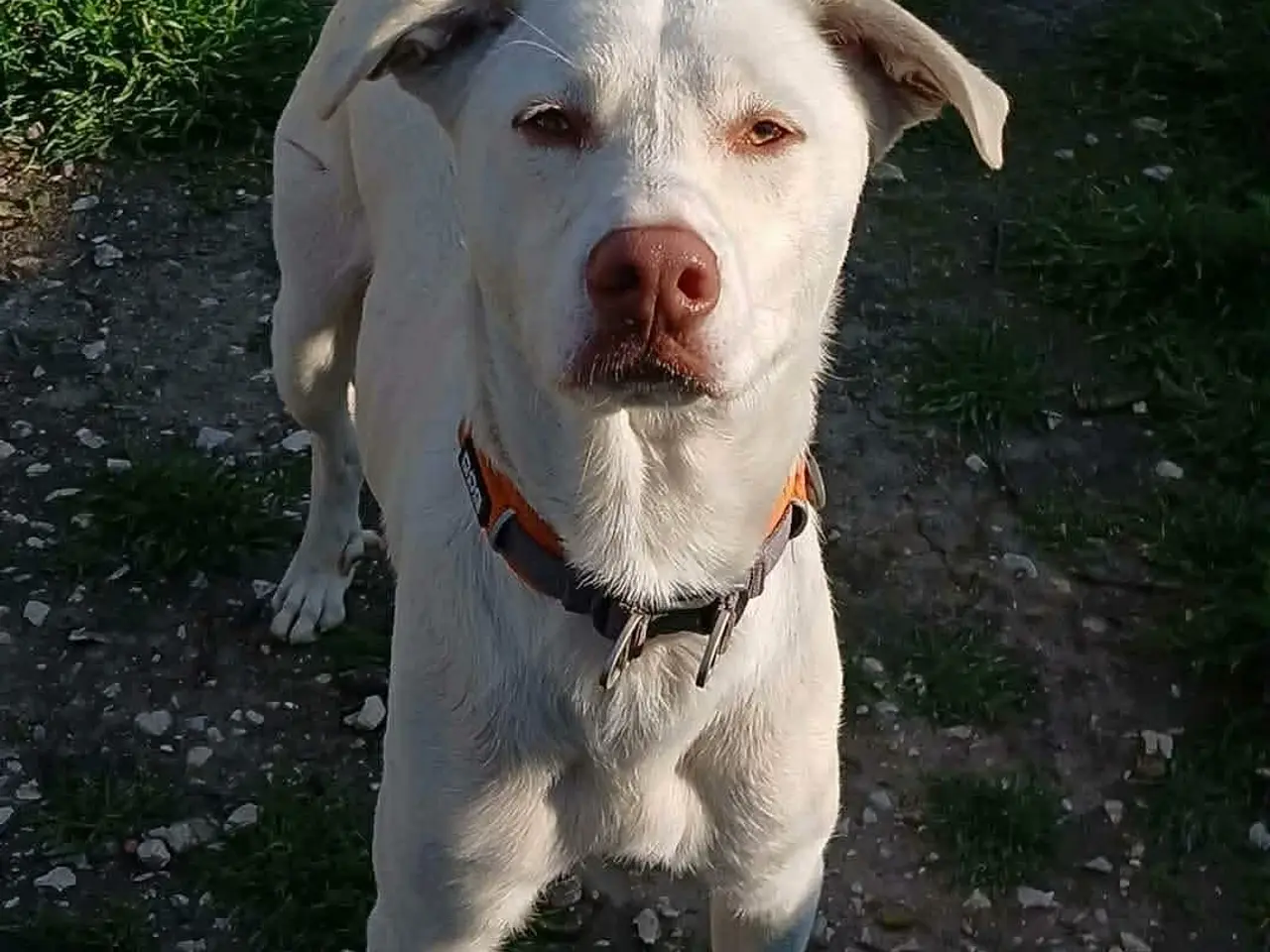 Billede 3 - Smukkeste Snoopy søger sit helt eget hjem