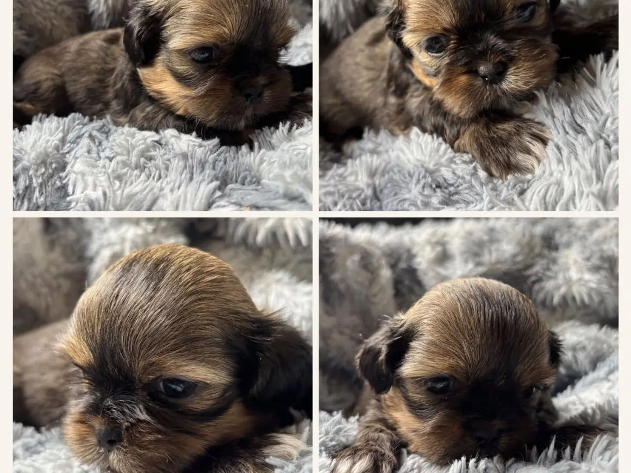 Billede 3 - Ægte Shih Tzu hvalpe sælges
