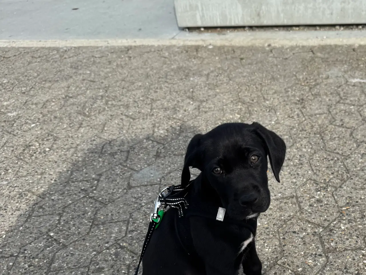 Billede 5 - Labrador blanding 