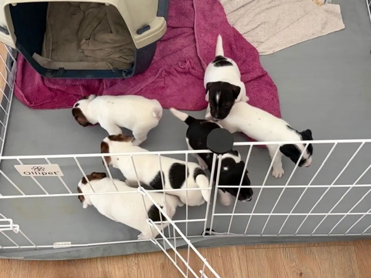 Billede 4 - Jack Russel Hvalpe