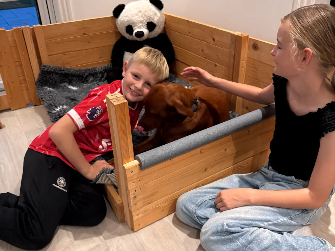 Billede 4 - Redfox Labrador kuld på vej (DKK)