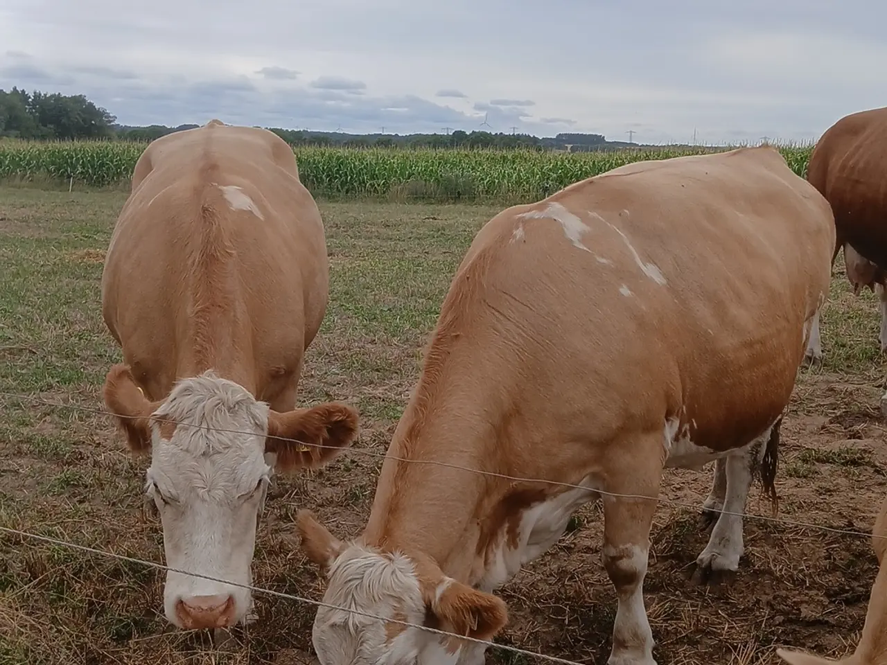 Billede 3 - Simmentaler køer