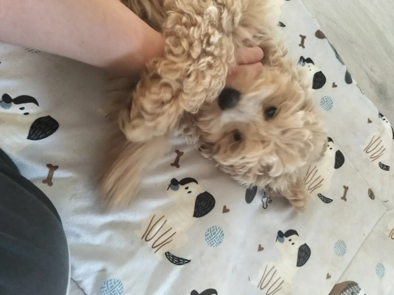 Billede 4 - 🐶 De sidste 2 Maltipoo-hanhvalpe søger den helt r