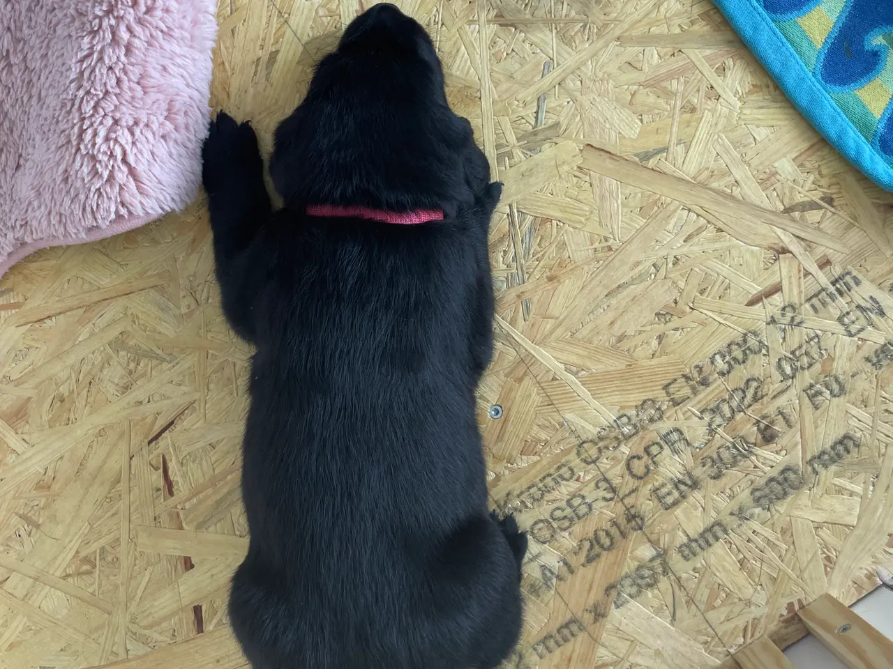 Billede 7 - Labrador/golden retriever hvalpe til salg