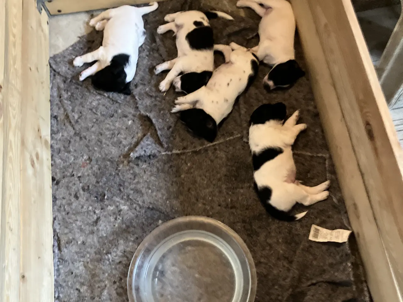 Billede 8 - Hunde Hvalpe sælges