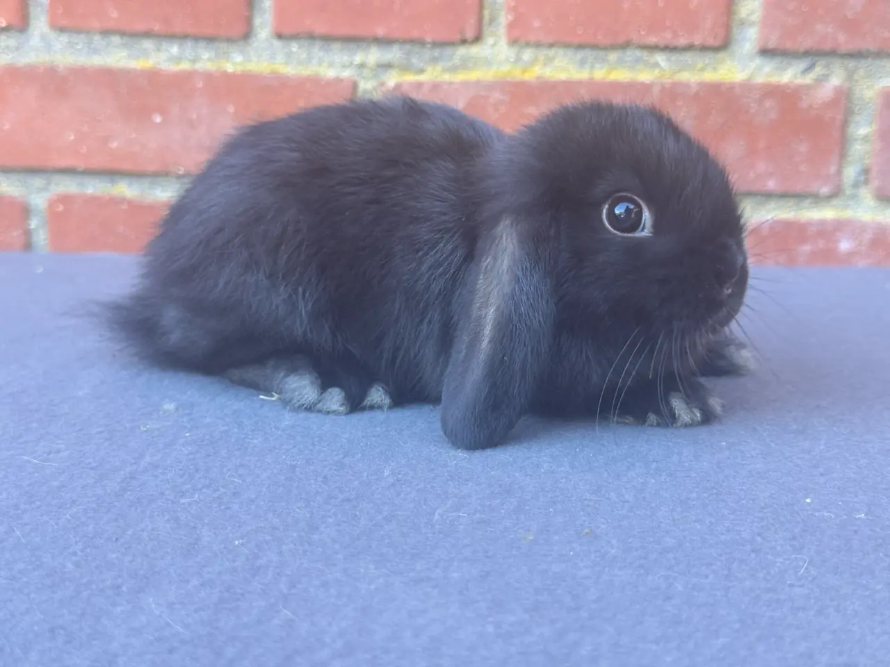 Billede 5 - Mini lop hun kanin