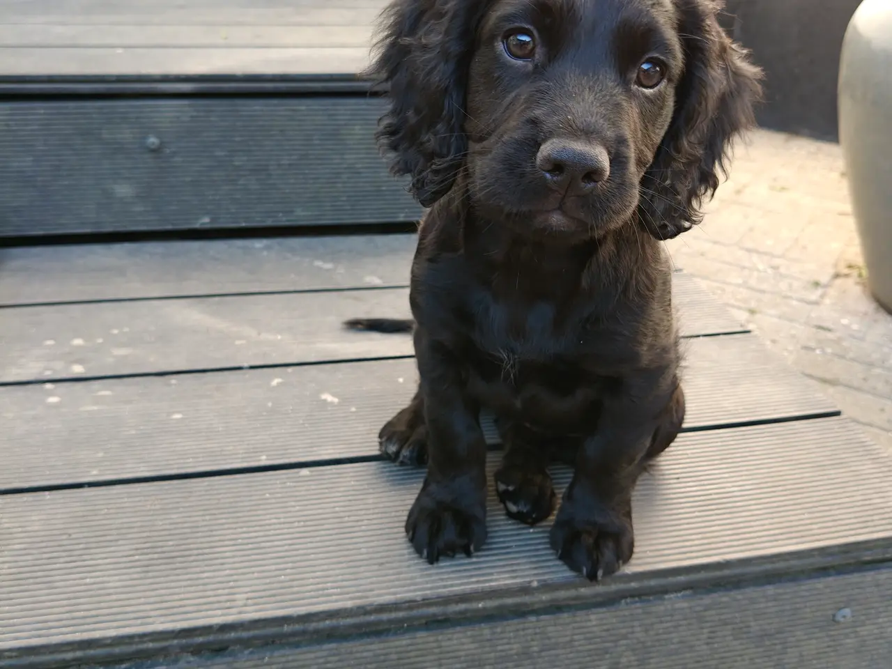 Billede 1 - 🐾 Skøn FT Cocker Spaniel tæve søger sit nye hjem 