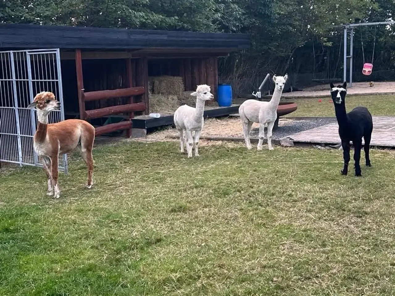 Billede 1 - Alpaca hingste
