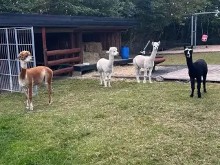 Alpaca hingste
