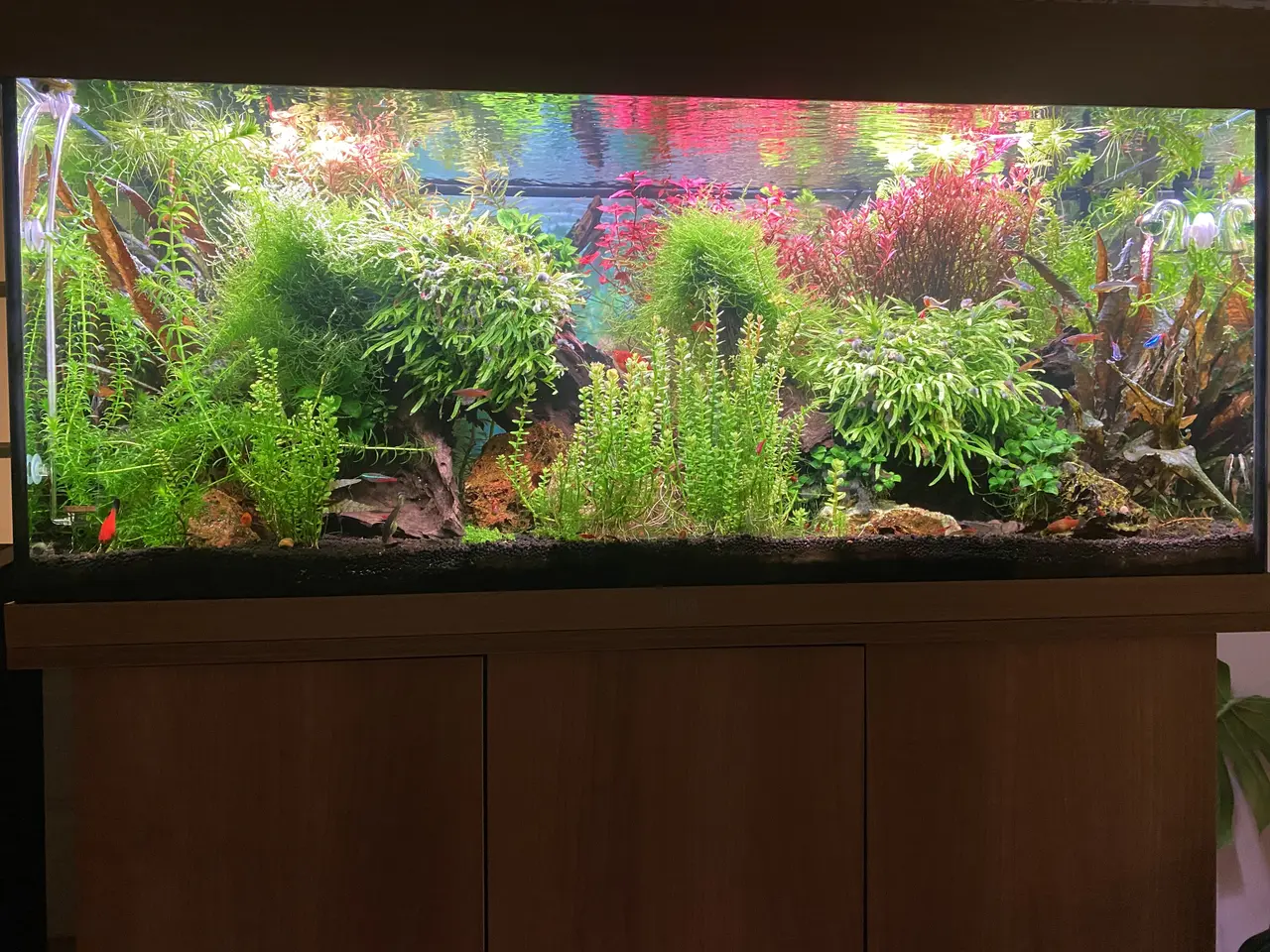 Billede 3 - Juwel Rio 180L + originalt akvariebord i lyst træ