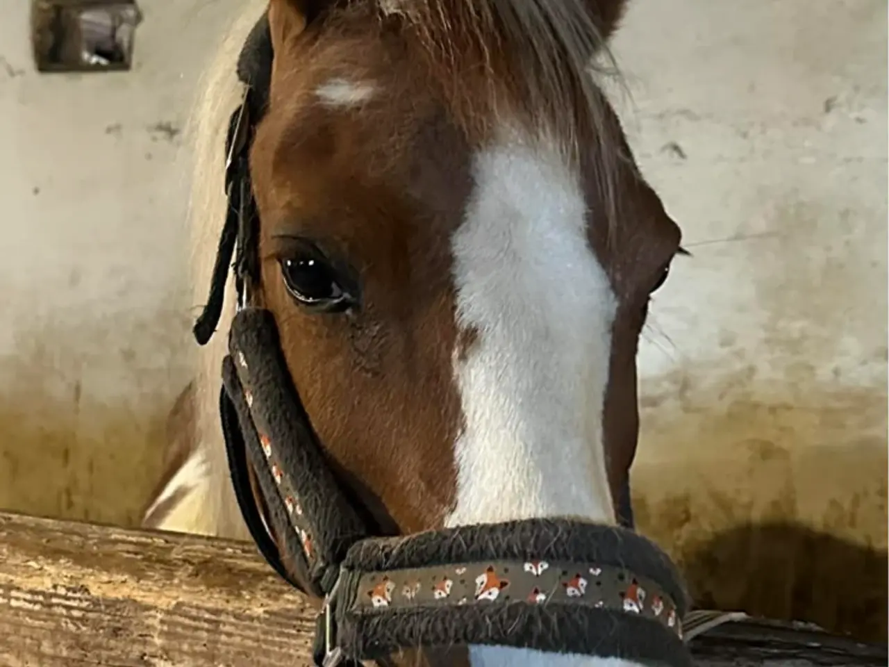 Billede 19 - Smuk prinsesse pony sælges