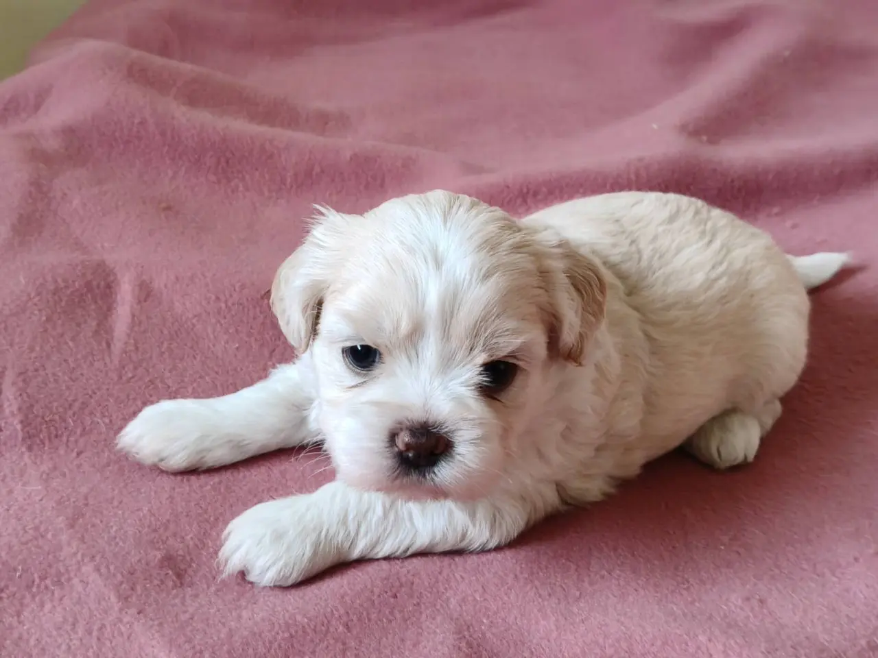 Billede 7 - Malteser / Shih Tzu