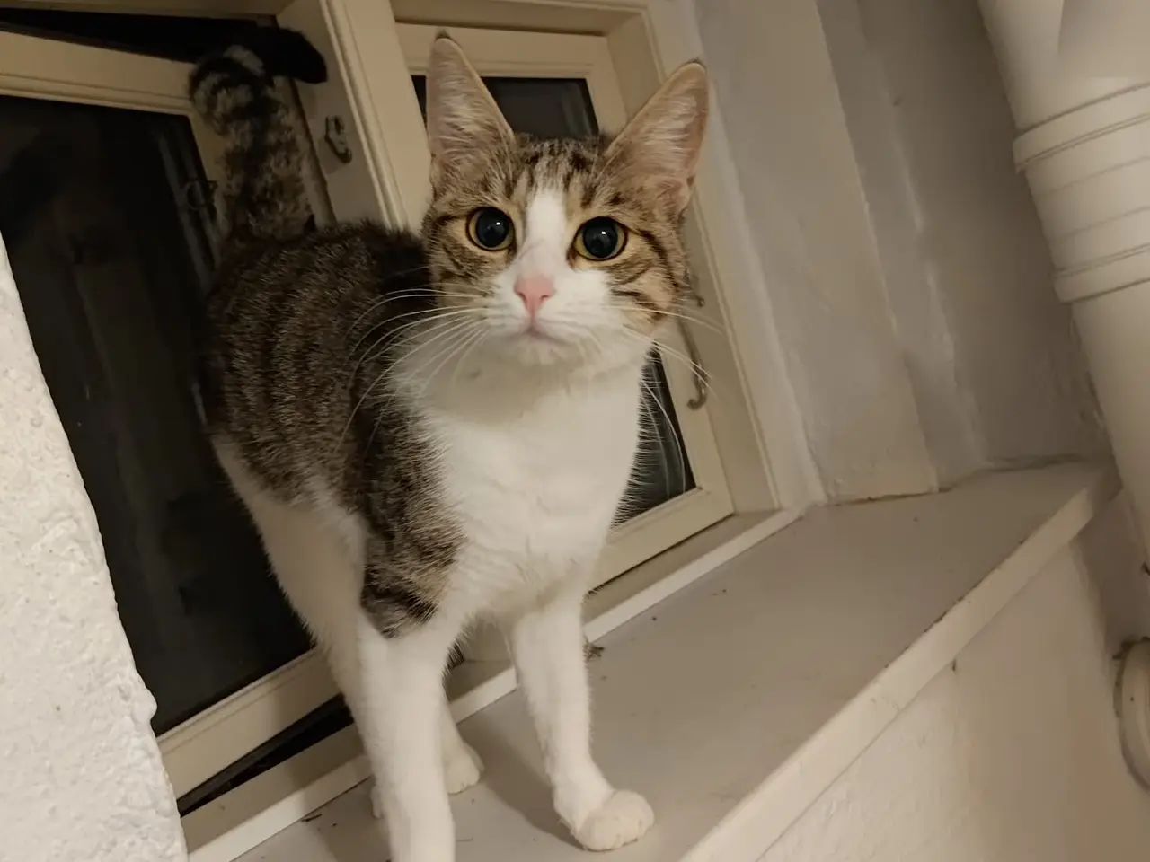 Billede 1 - Kælen kat
