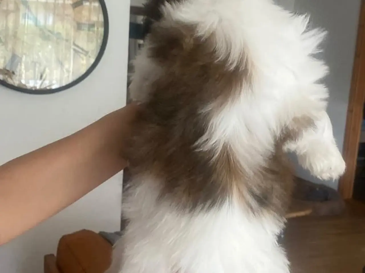 Billede 4 - Ægte Shih Tzu hvalpe