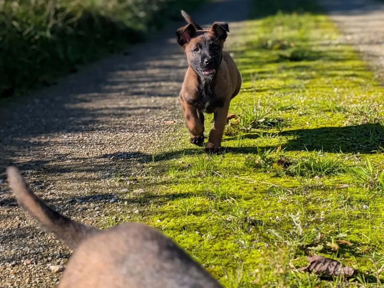 Billede 6 - 🐶 Belgisk Mallinois 🐶