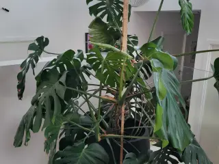 Kæmpe Monstera Deliciosa