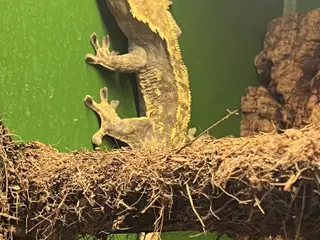 Gekko