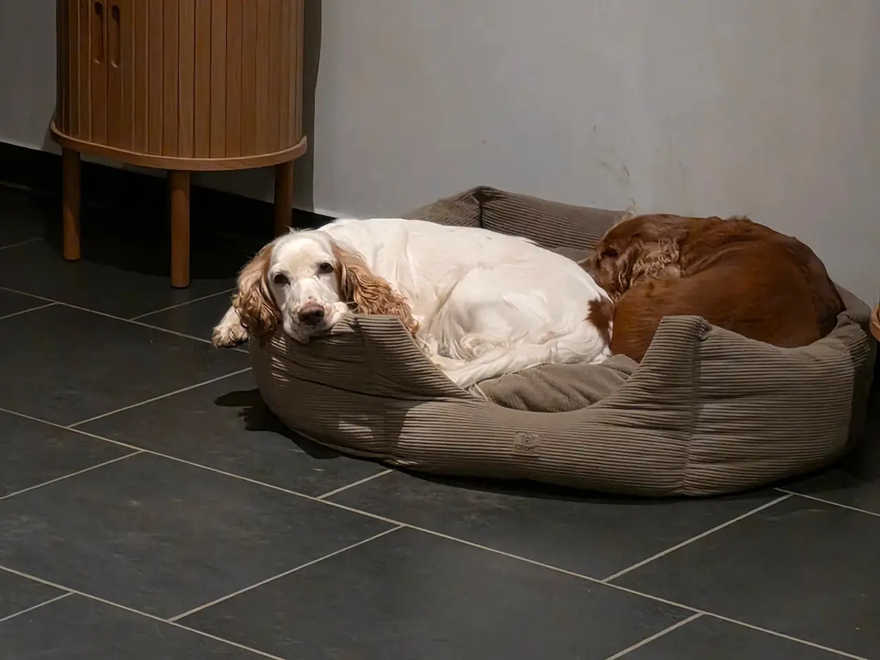 Billede 2 - Verdens lækreste engelske Cocker Spaniel-hvalpe.