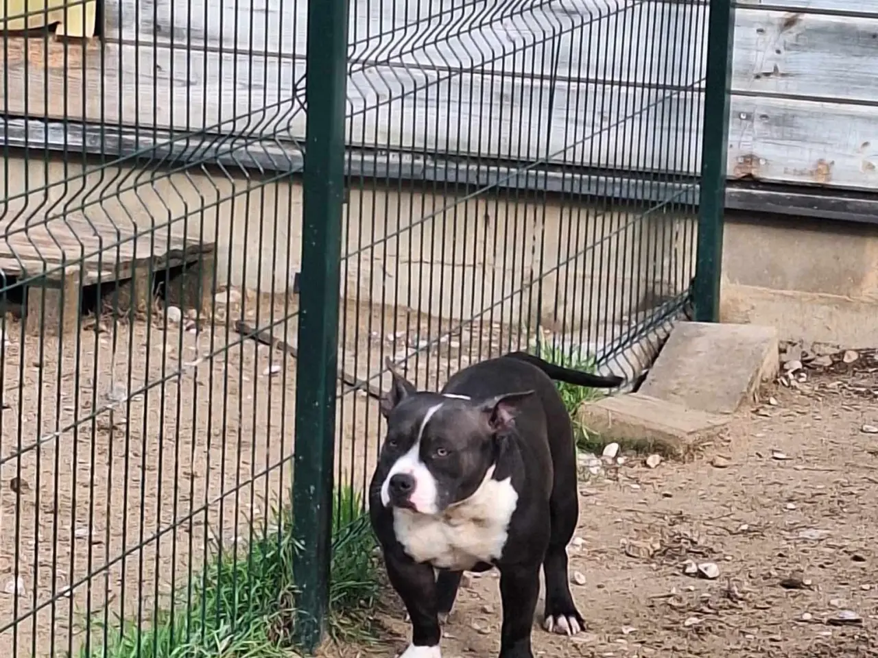Billede 8 - bully hvalpe