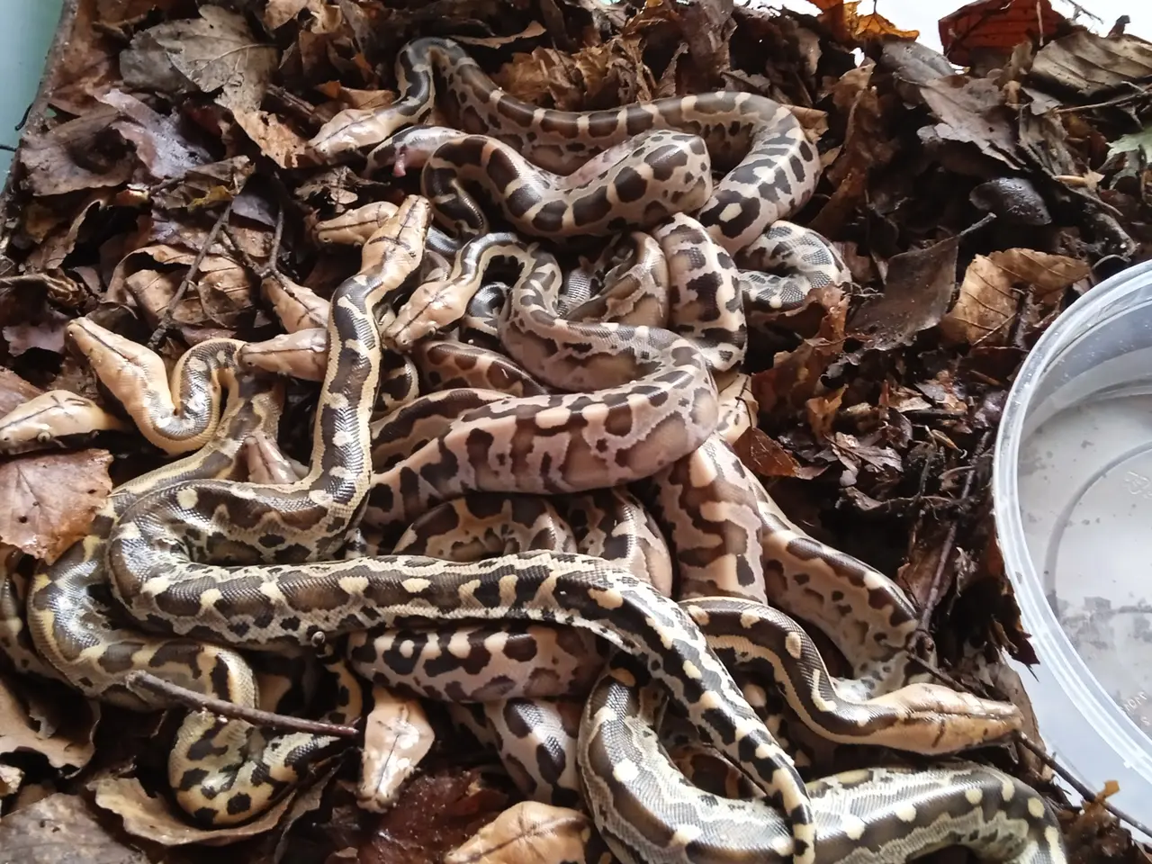 Billede 3 - Borneo pythoner,,,,,