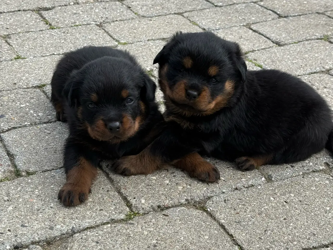 Billede 9 - 7 store rottweiler hvalpe 