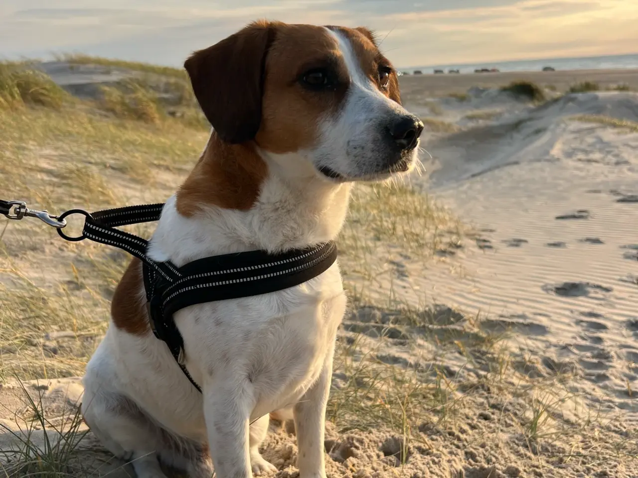 Billede 3 - Hanhund til avl - Dansk/Svensk Gårdhund