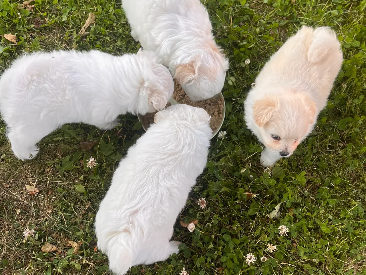 Billede 2 - 🐶 Små kælende Malitpoom 🐶 