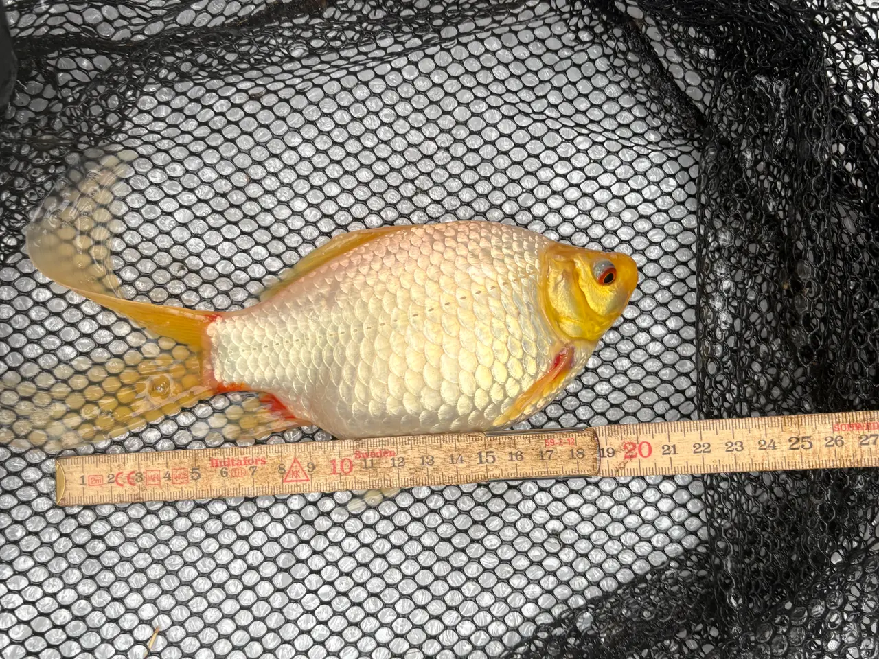 Billede 2 - Fisk / guldfisk 