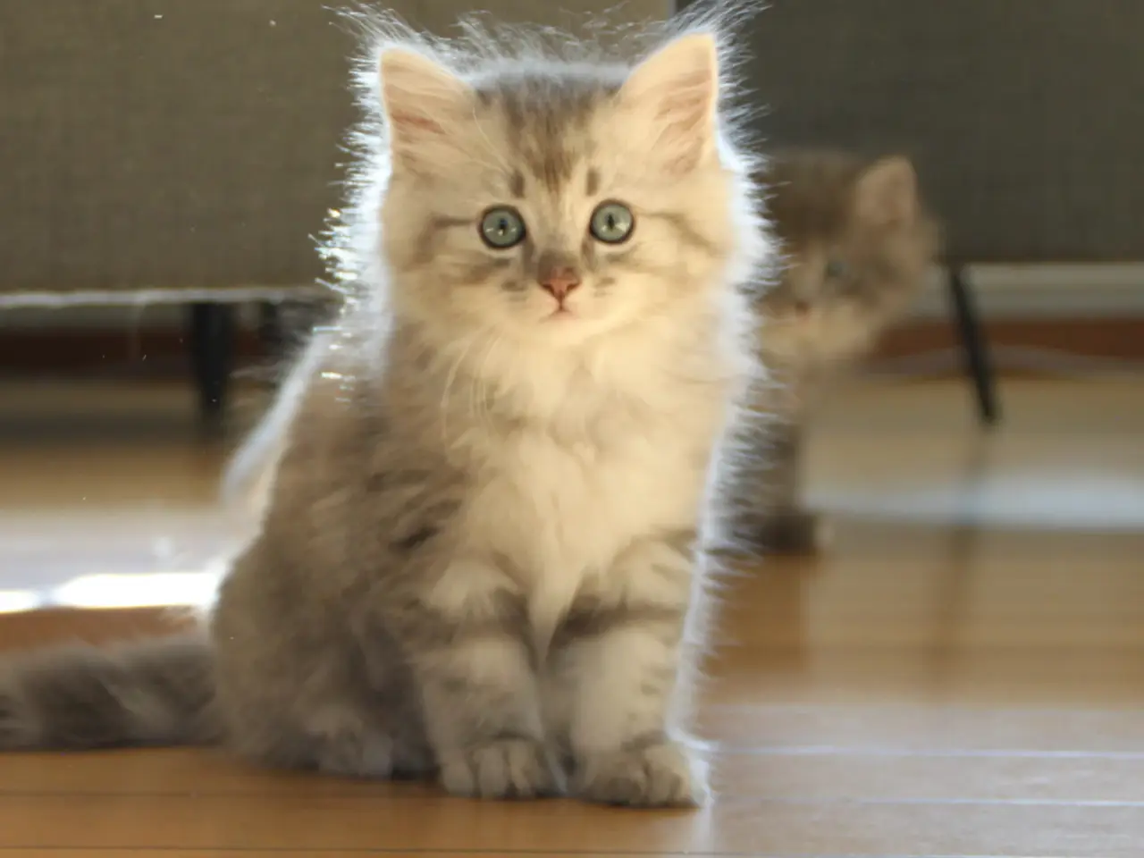 Billede 11 - Lækre 3/4 Ragdoll +1/4 perser killinger, katte