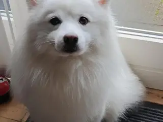 MØD CODY - lille hund med et stort hjerte