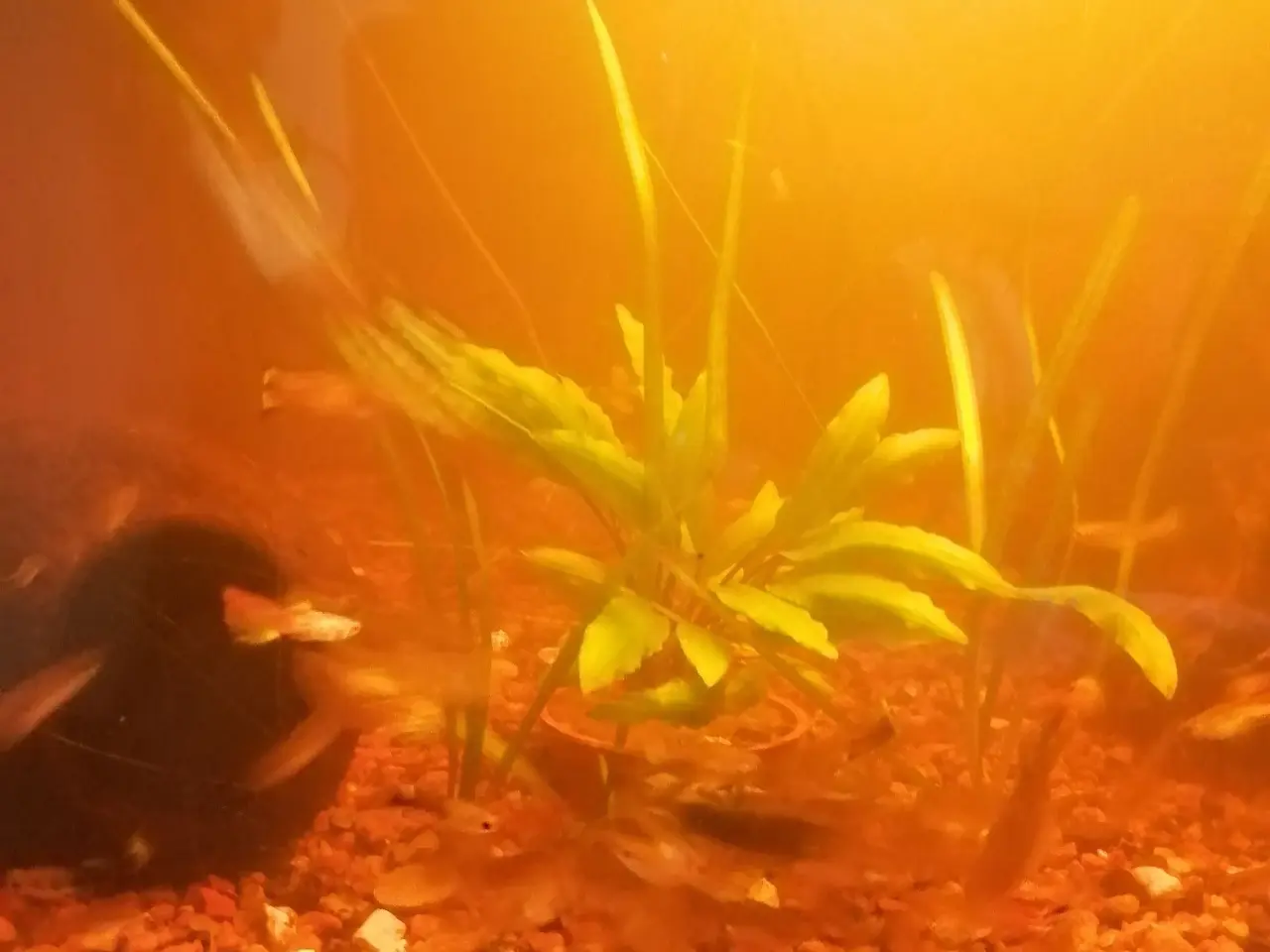 Billede 10 - Guppy 20 stk.