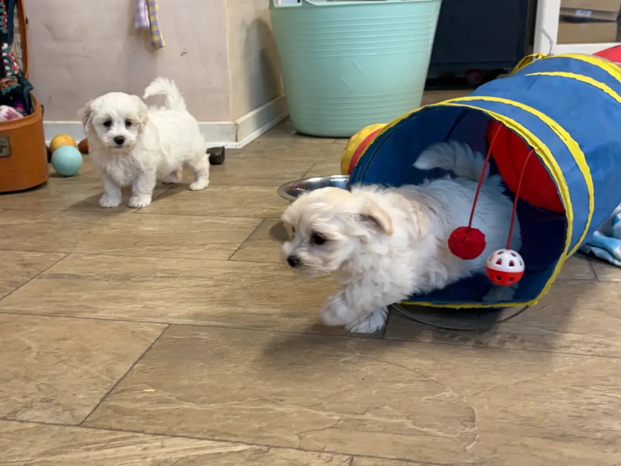 Billede 10 - Fine mini Maltipoo er rejse klar nu !