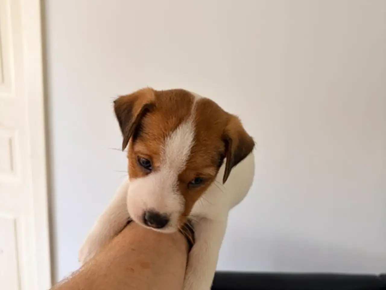 Billede 2 - Parson Russel terrier hvalpe (Jack Russel)