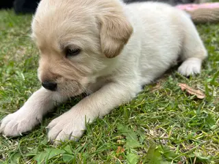 🐶 Labradorhvalpe F1 søger kærlige hjem - 5
