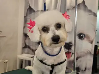 Bichon Havanais