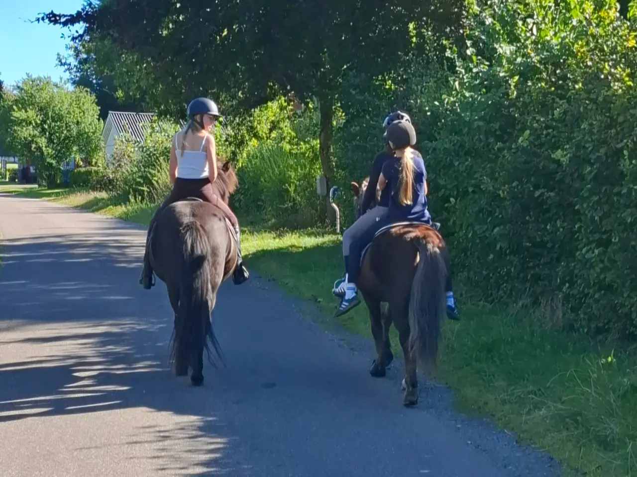Billede 2 - Islænder børnepony