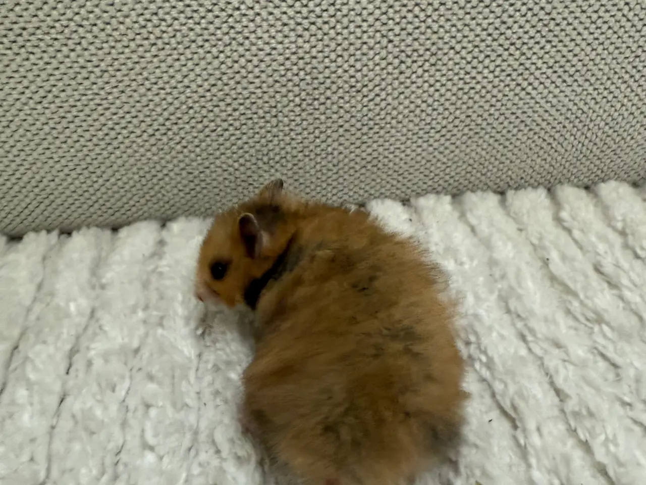 Billede 3 - Guldhamster unge