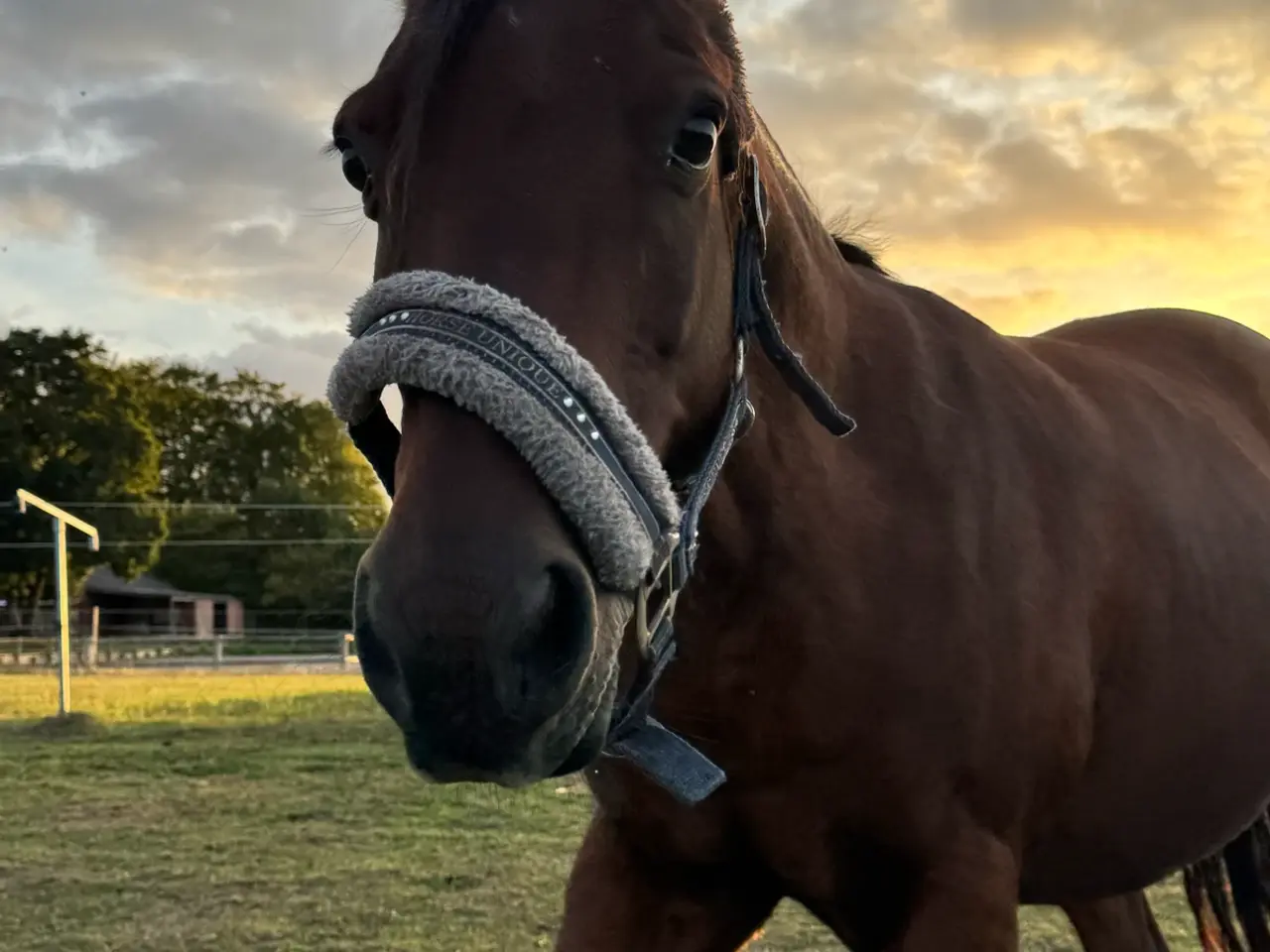 Billede 3 - All round kat 2 pony