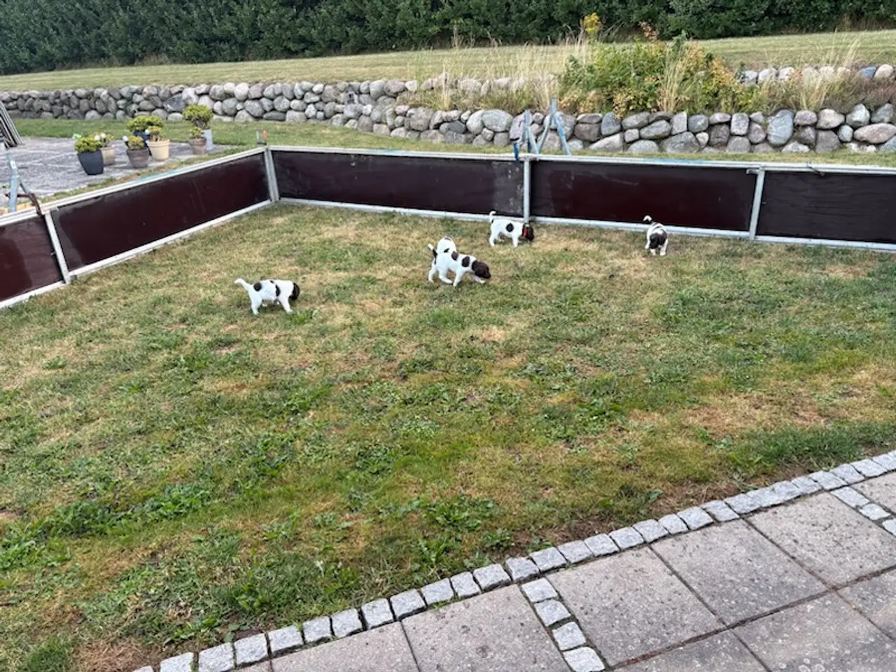Billede 3 - Jagthunde hvalpe sælges 2 hanner tilbage.
