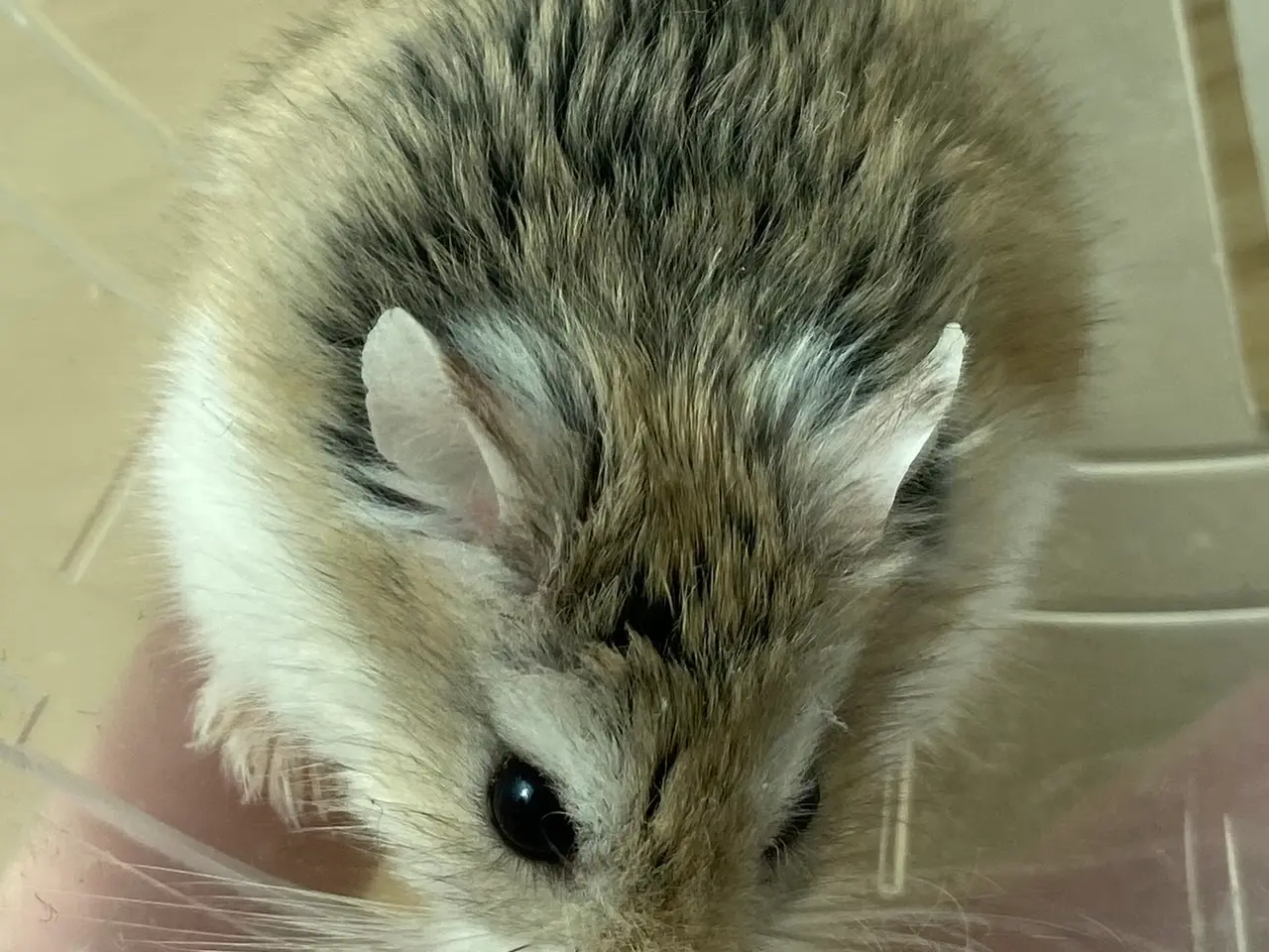 Billede 6 - Hamster + bur og tilbehør 