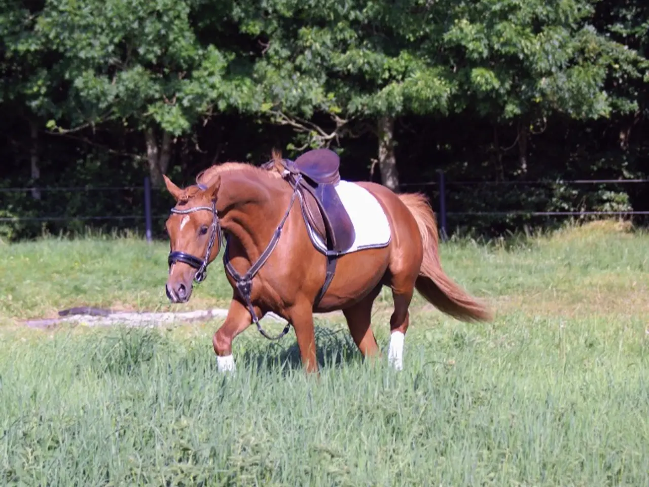 Billede 8 - Dansk Sports pony kat. 1
