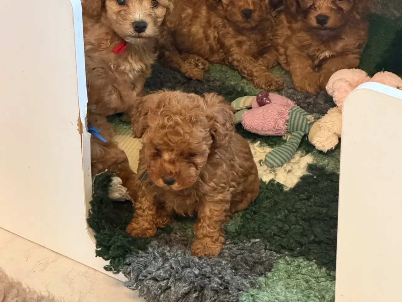 Billede 8 - 🐾✨ Skønne Mini  Maltipoo hvalpe 