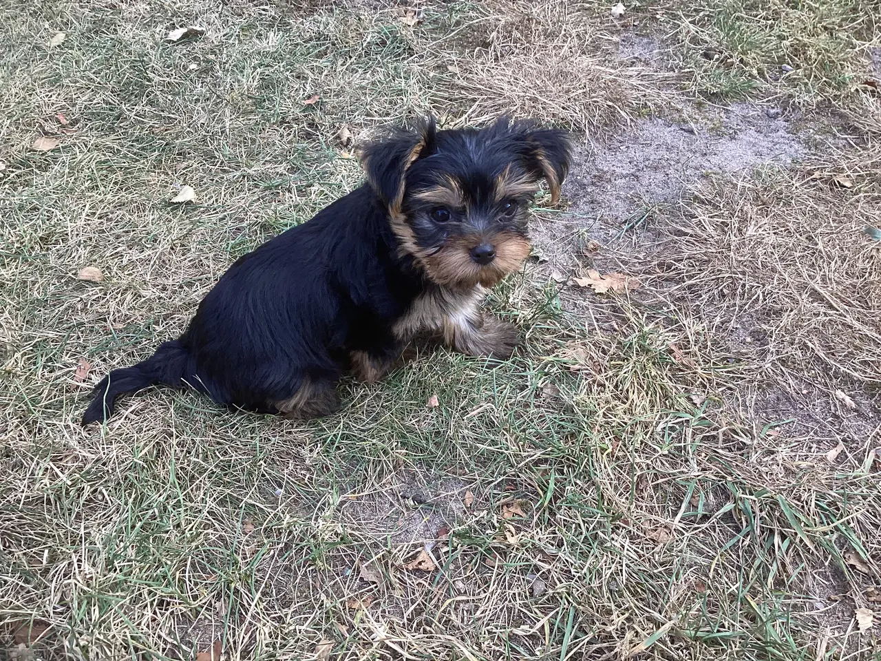 Billede 11 - Yorkshire terrier hvalpe