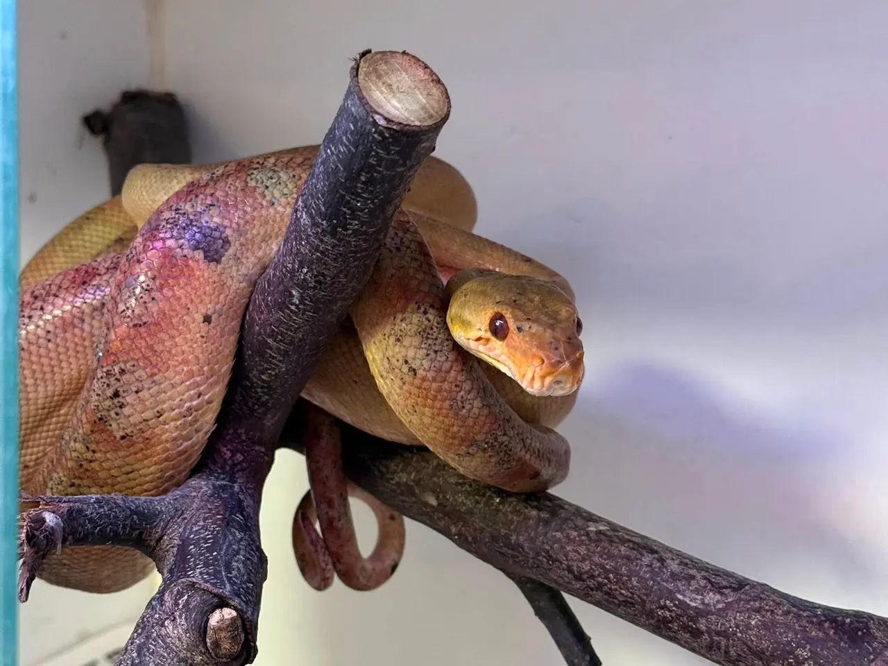 Billede 8 - Amazone træboa Corrallus Hortulanus Amazone