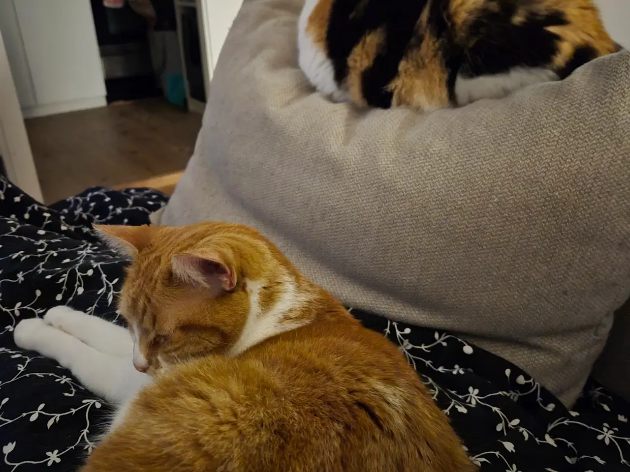 Billede 1 - Cats looking for new loving forever home